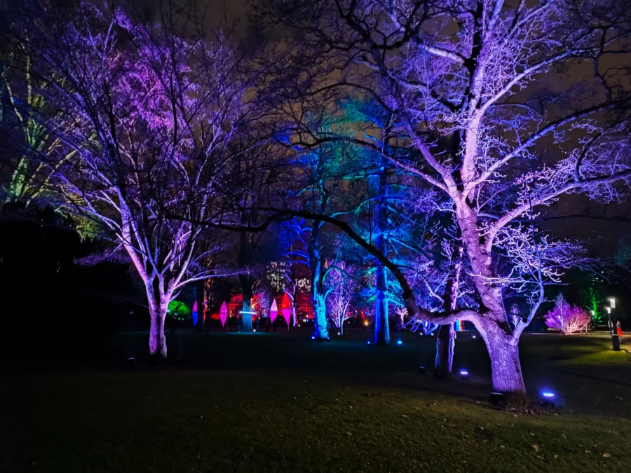 Lila beleuchteter Baum: Frankfurt Palmengarten Lichterfest farben bunt